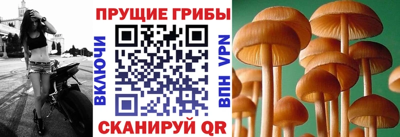 Псилоцибиновые грибы ЛСД  Жердевка 